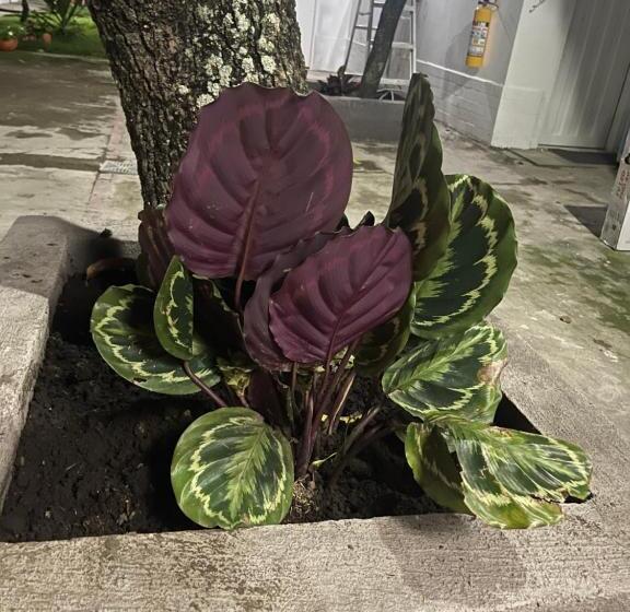 فندق Kalathea Casa