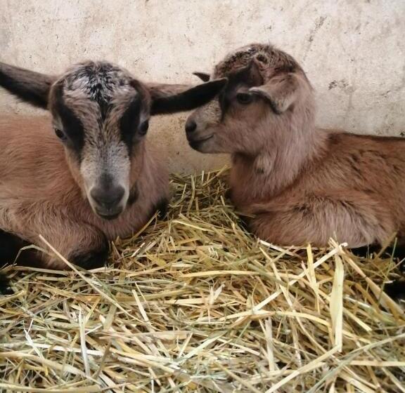 فندق Agriturismo Nonnu Lui`