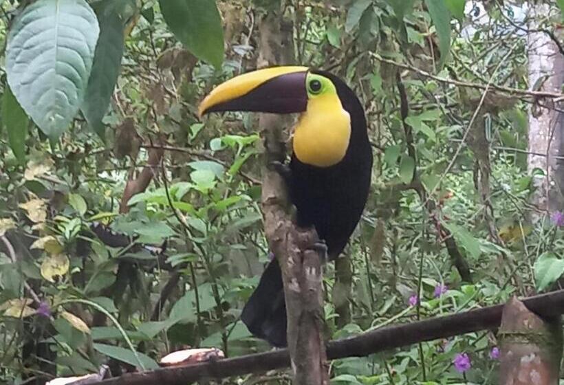 هتل Cantalarana, Antes Wikiri Lodge