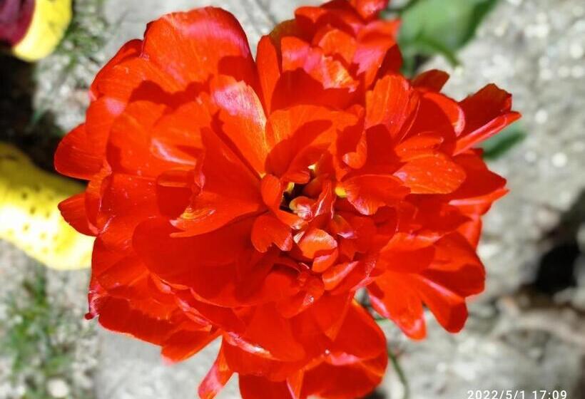 Casa De Huéspedes B&b Villa De Las Hortensias