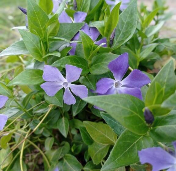 Casa De Huéspedes B&b Villa De Las Hortensias