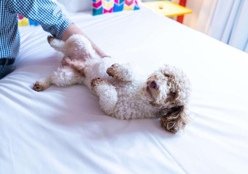 酒店 Ibis Styles Campina Grande