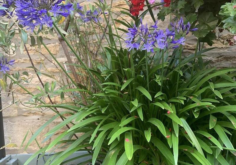 בית מלון כפרי The Ormond At Tetbury