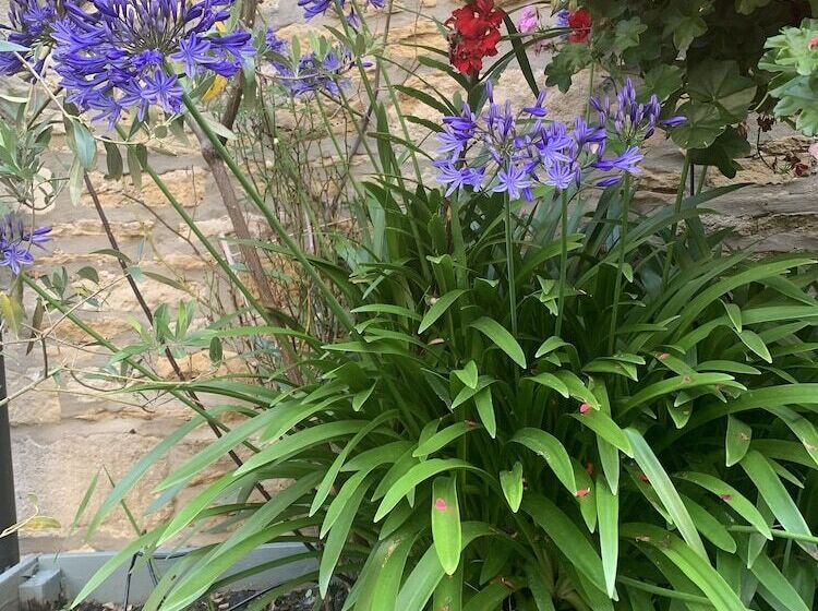 בית מלון כפרי The Ormond At Tetbury