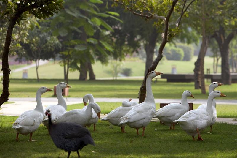 בית מלון כפרי The Westin Sohna Resort & Spa