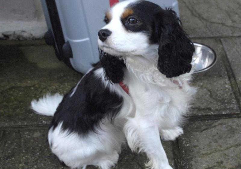 ペンション Hillside House  Guest House