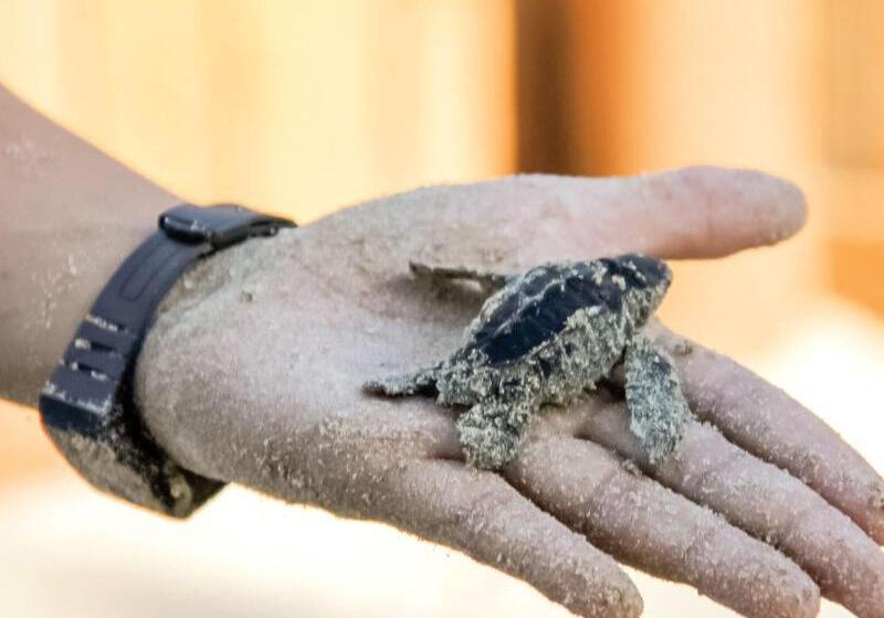 Курорт Hilton Grand Vacations Club Zihuatanejo