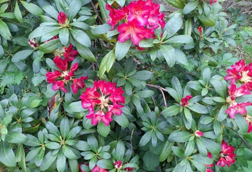 Пансион A L Orée Du Cèdre