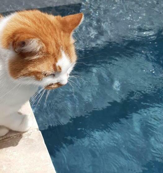 Пансион Mas Notre Dame, Jardin Petit Paradis, Literie Haut De Gamme