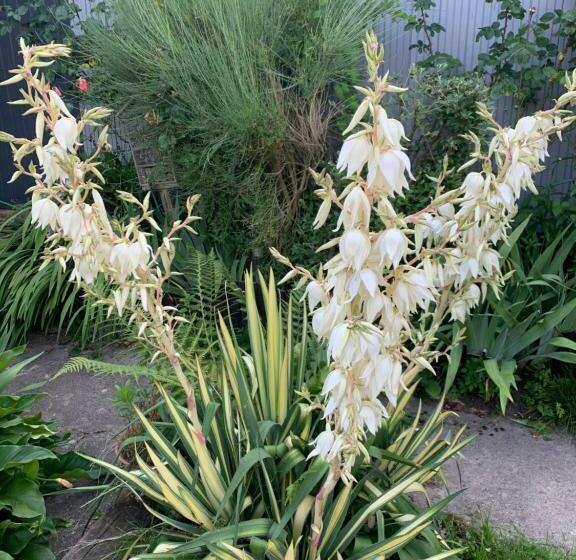 Bed and Breakfast Dom’s Garden