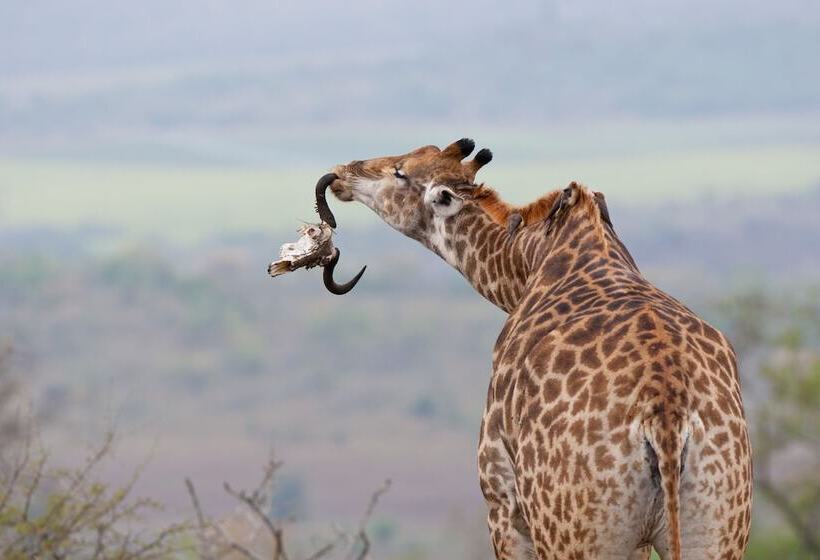 Amakhosi Safari Lodge And Spa