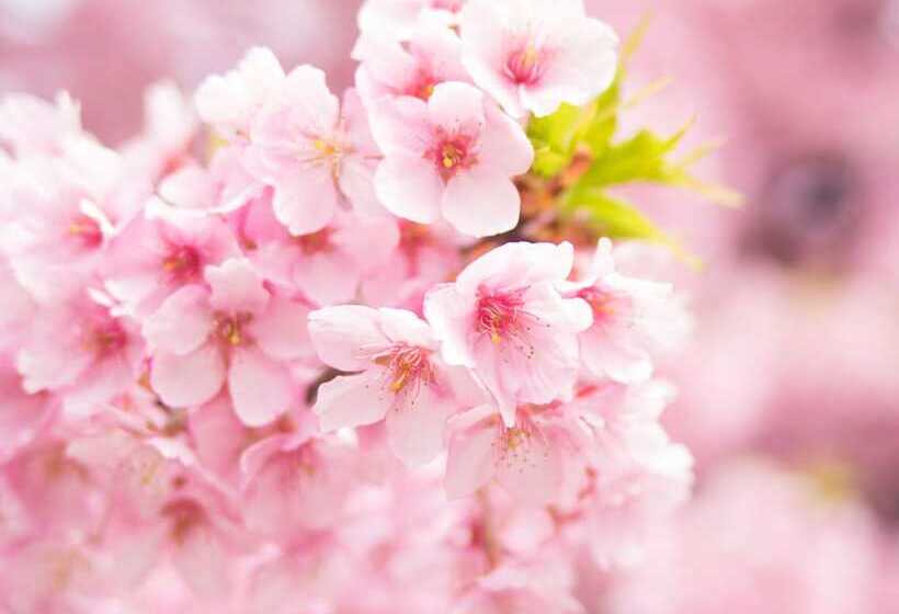 Apa Hotel Roppongi Six