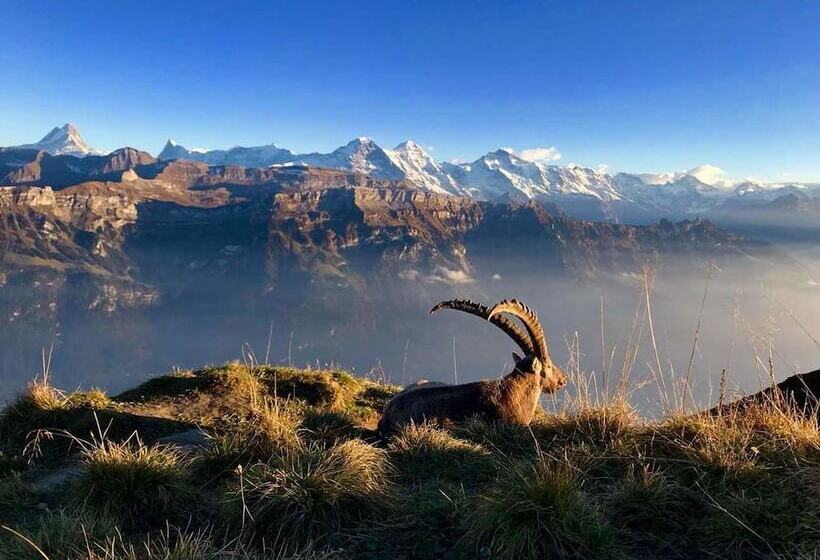 Отель Baren Sigriswil