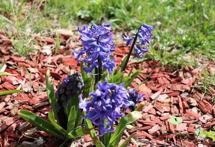 Regiohotel Am Brocken Schierke
