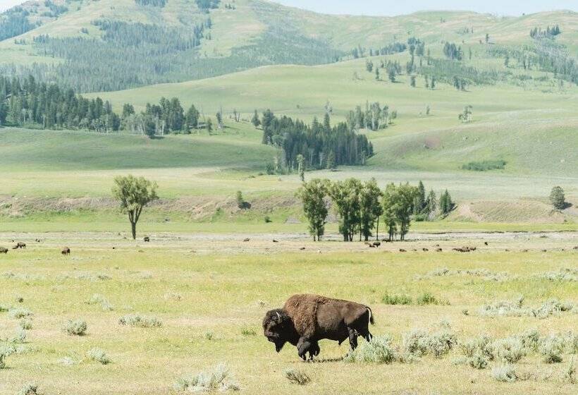 فندق Under Canvas West Yellowstone