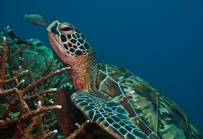 Курорт Scandi Divers