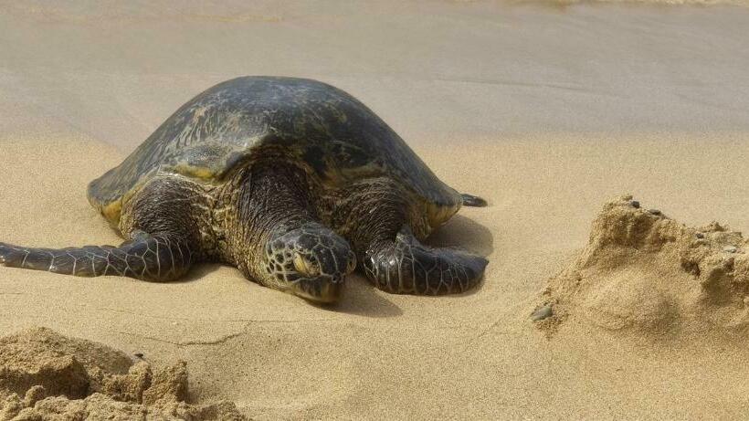 Napili Shores Condo   Play, Heal, And Work In Paradise