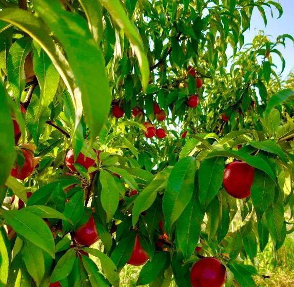 בית מלון כפרי Kred