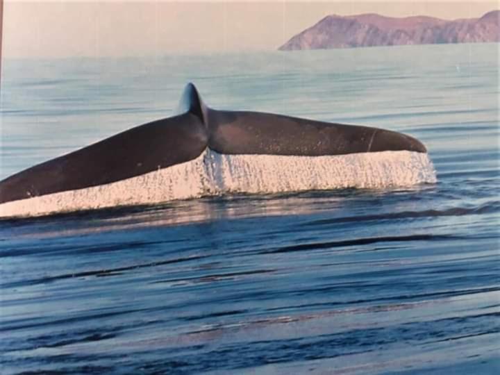 فندق Loreto Playa Boutique