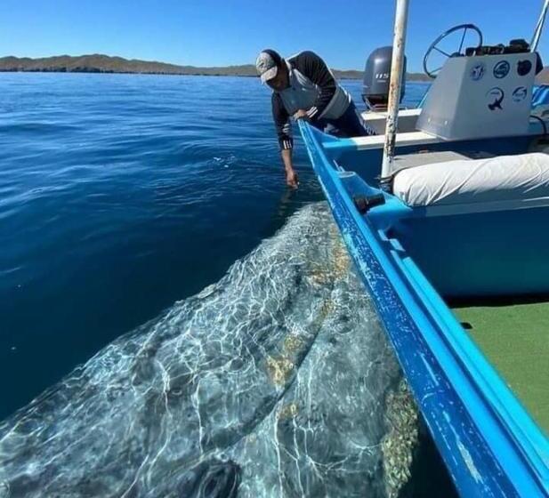 فندق Loreto Playa Boutique