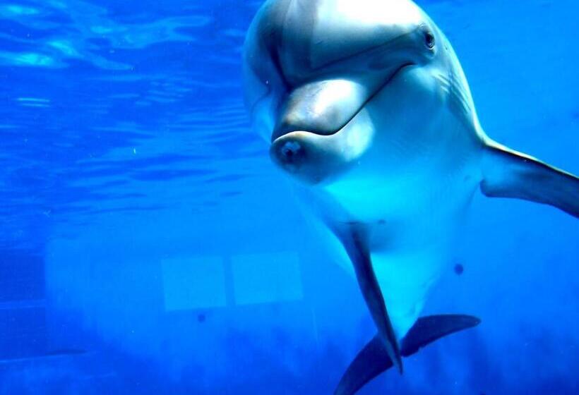 فندق Loreto Playa Boutique