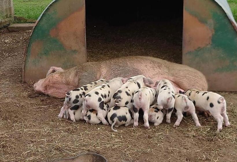 צימר The Byre North End Farm