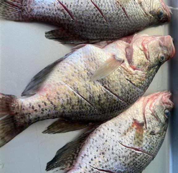 فندق Driftwood Inn And Lodge By The Lake