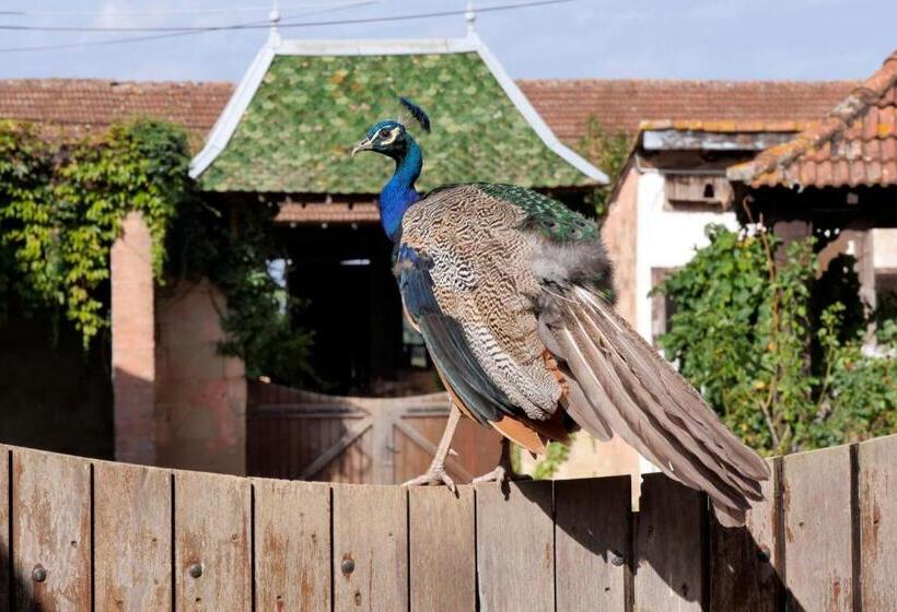 Bed and Breakfast Chateau De Vaugelas   Charmant Domaine Près De Valence