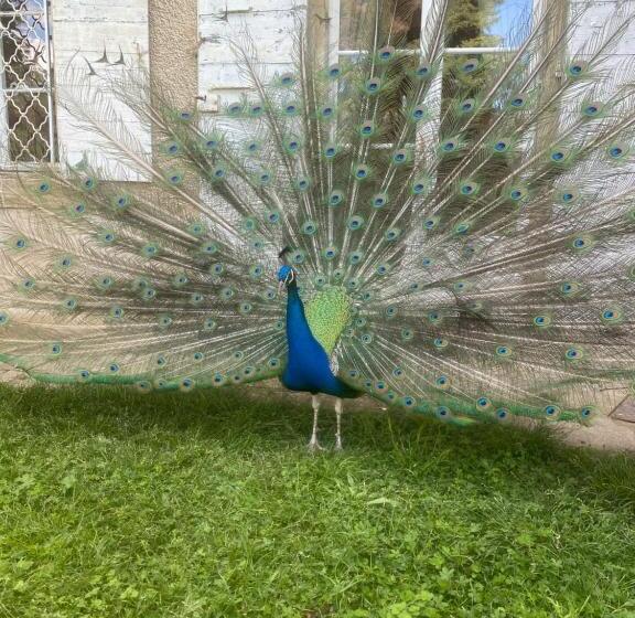 Bed and Breakfast Chateau De Vaugelas   Charmant Domaine Près De Valence