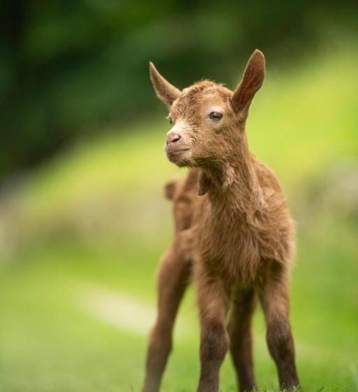 צימר Iduevagamondi   Ospitalità Rurale Famigliare Di Montagna