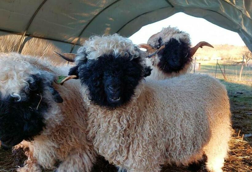 ベッドアンドブレックファースト Ferme Des Petites Oreilles 4 étoiles