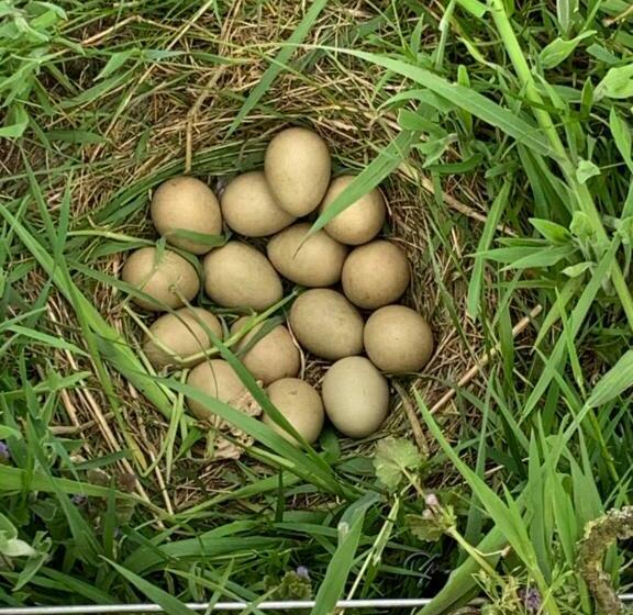 住宿加早餐 Haarles Landleven