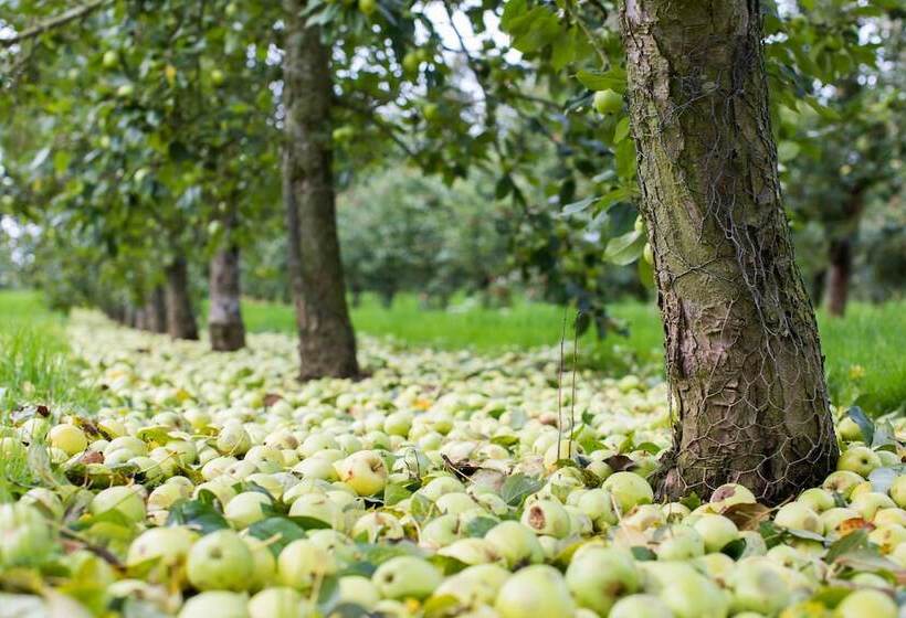 فندق Dragon Orchard Retreat