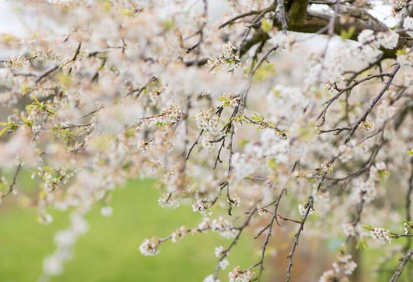 فندق Dragon Orchard Retreat