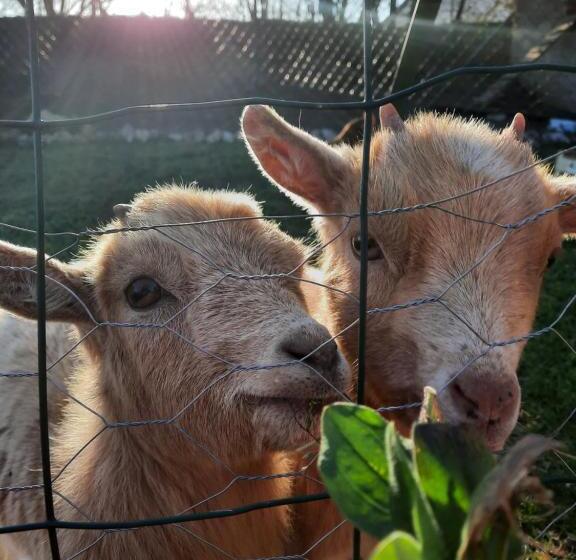 ペンション La Maison Genevier Chambre Marguerite