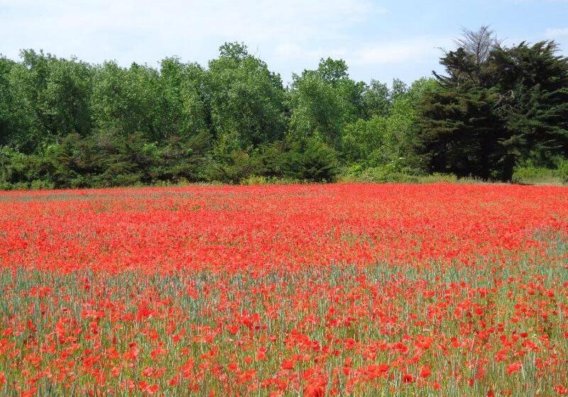 ペンション Ma Chambre D Amis