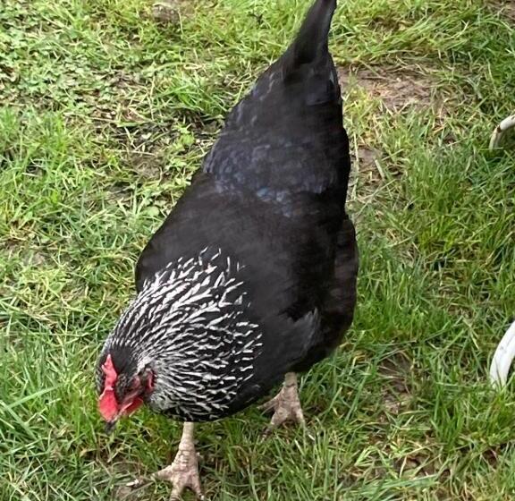 צימר Yxie   Manoir Des Arts