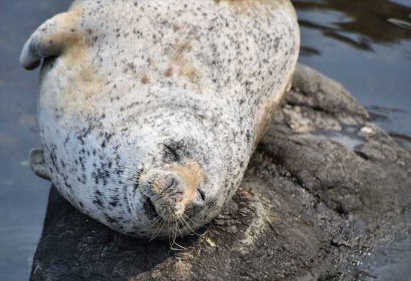 Grids Premium Hotel Otaru