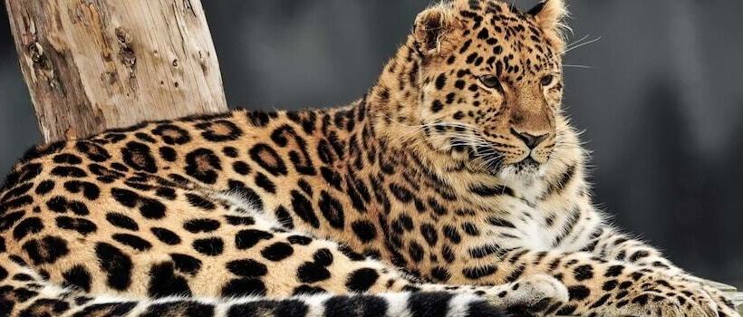 Hex Wildlife Hotel At Yorkshire Wildlife Park