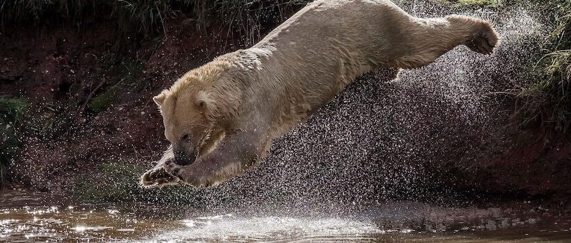 Hex Wildlife Hotel At Yorkshire Wildlife Park