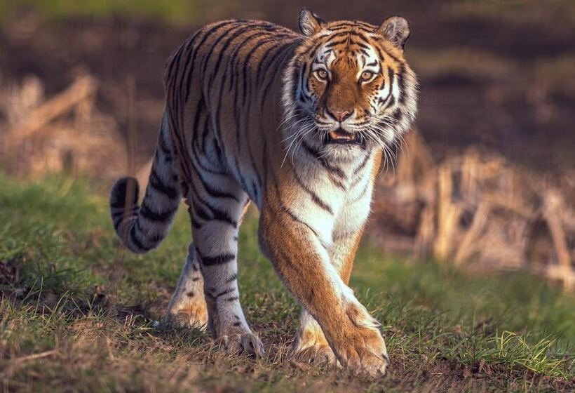 Hex Wildlife Hotel At Yorkshire Wildlife Park