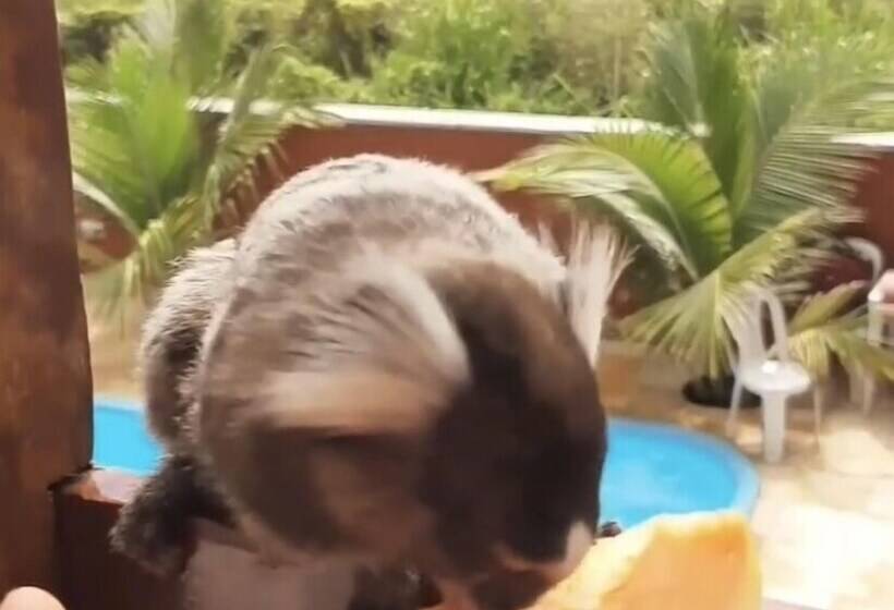 ペンション Pousada Recanto Pontal De Maracaipe