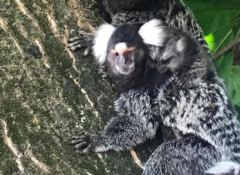 ペンション Pousada Recanto Pontal De Maracaipe