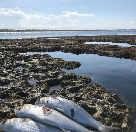 ペンション Pousada Recanto Pontal De Maracaipe