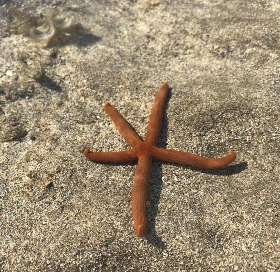 ペンション Pousada Recanto Pontal De Maracaipe