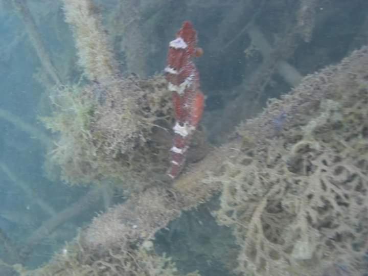 ペンション Pousada Recanto Pontal De Maracaipe