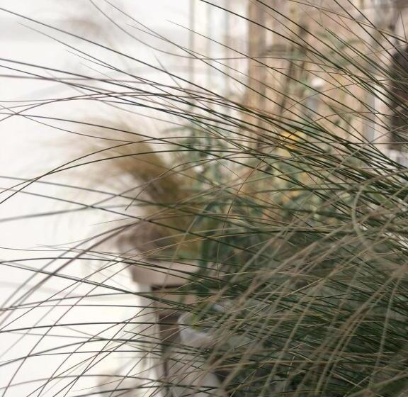 צימר Paso A Paso