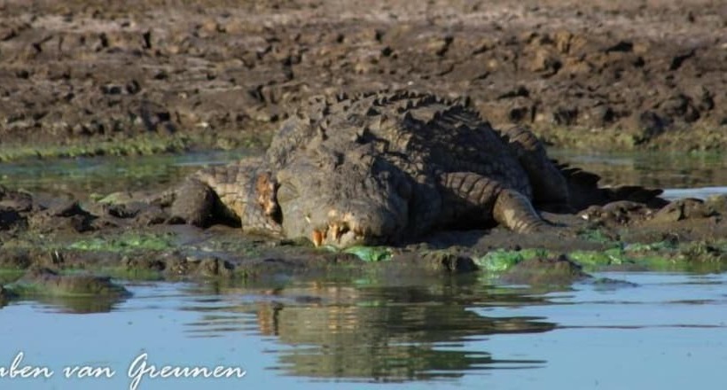 White Elephant Safaris