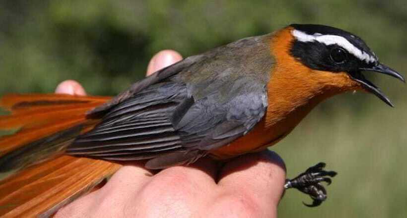 White Elephant Safaris