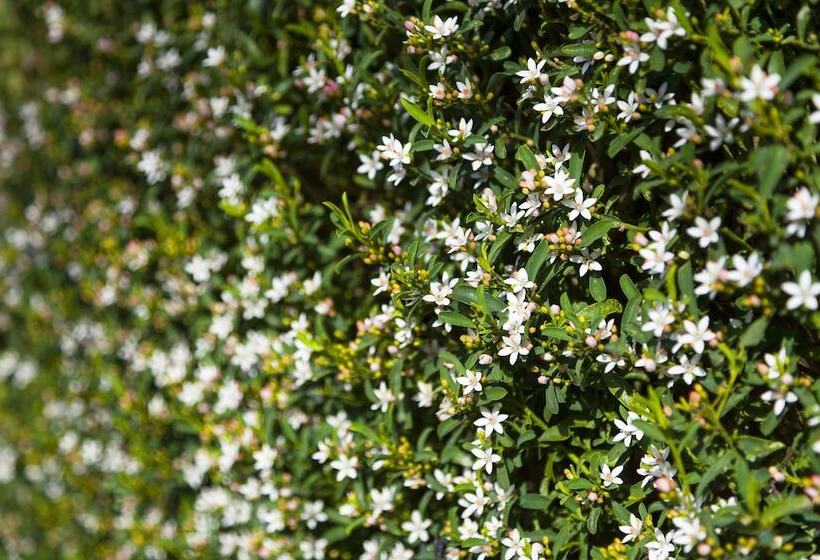 Park Avenue   Forest Hill